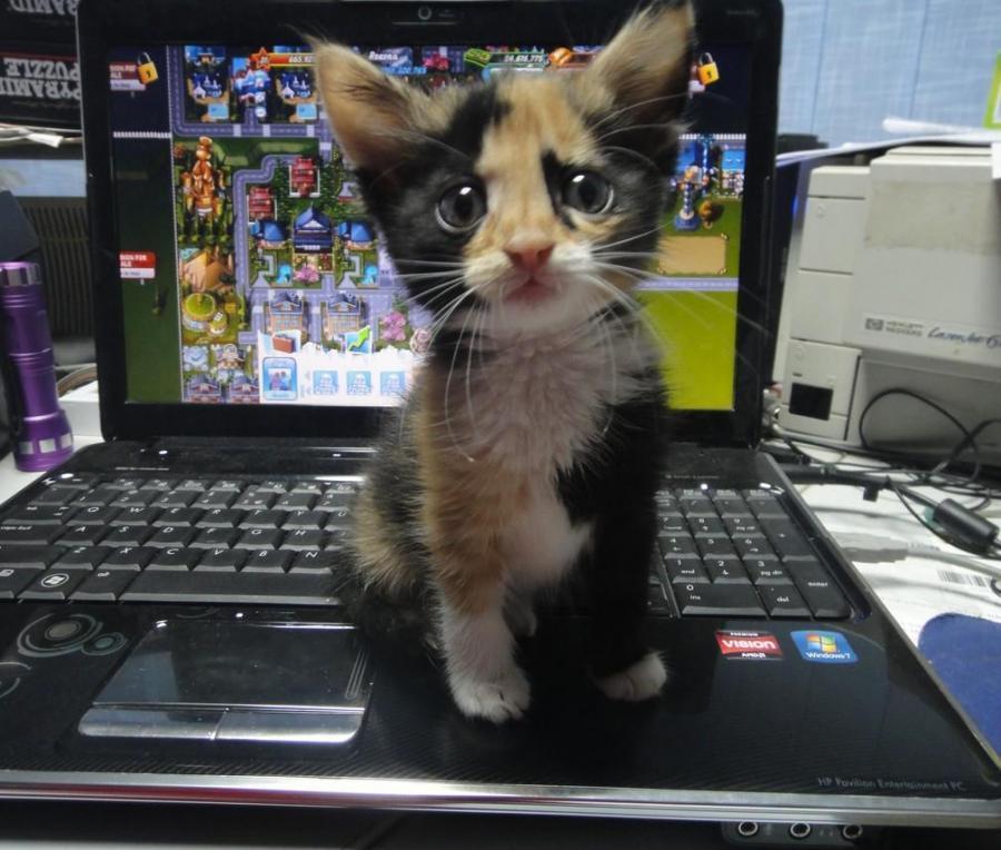 Cat MTg5Nzg5Mw