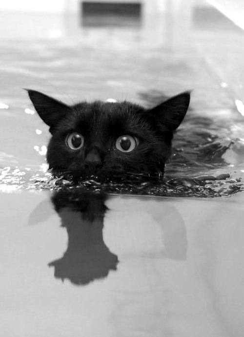 Cat MTg5ODIxNg