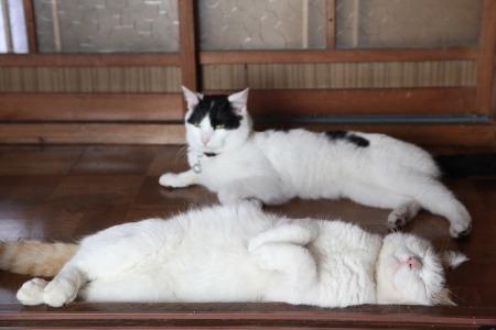 Cat MTg5OTUwMw