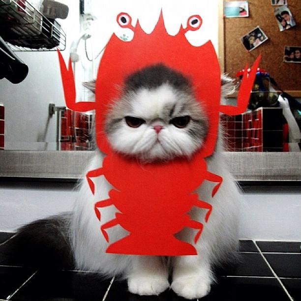 Cat MTgwMTA3MA