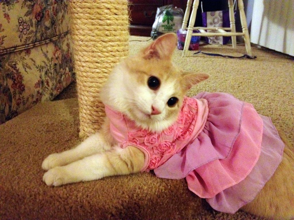 Cat MTgwMTEyOQ