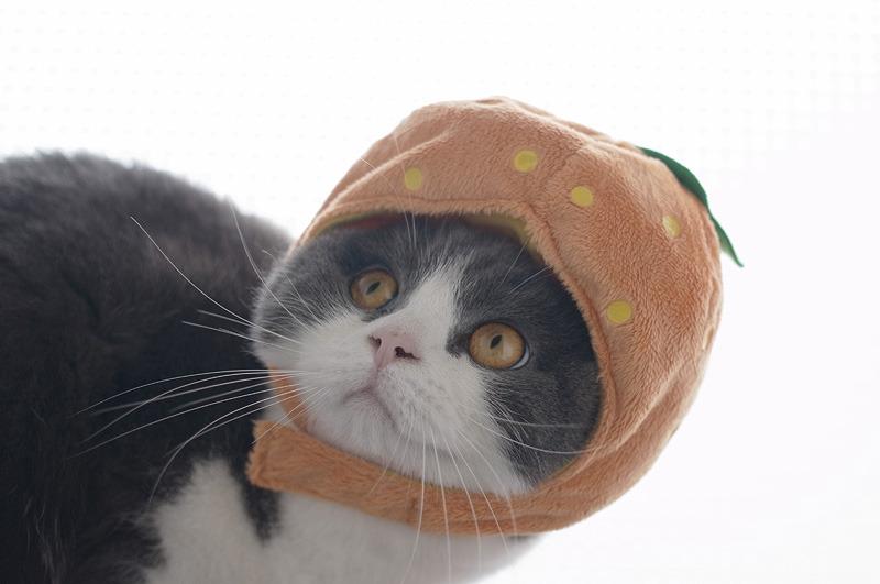 Cat MTgwMTIzMA
