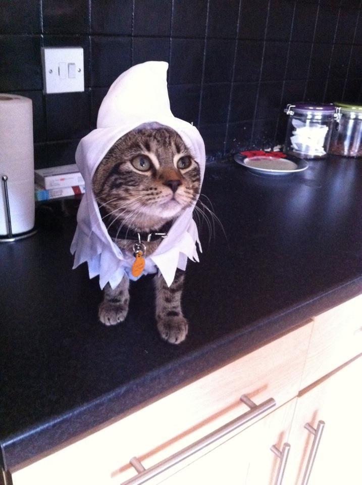 Cat MTgwMTczNw