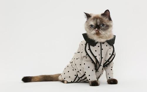 Cat MTgwMzM4MA