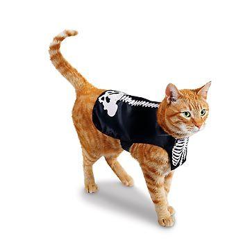 Cat MTgwMzkyNg