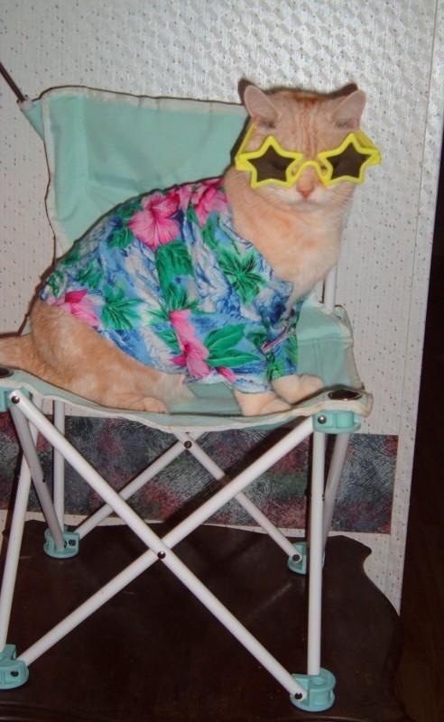 Cat MTgwNDU1Mw