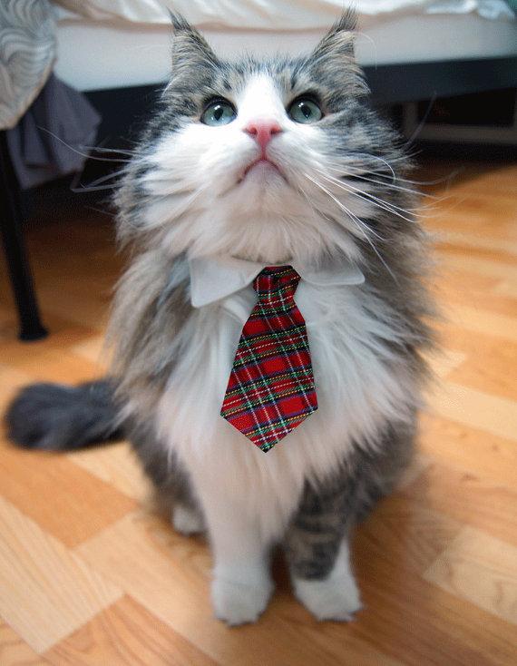 Cat MTgwNjM3OA