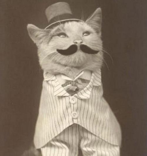 Cat MTgwNjg2MQ