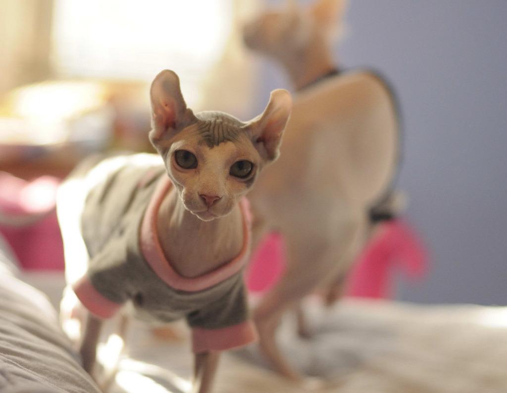 Cat MTgxMjI2NA