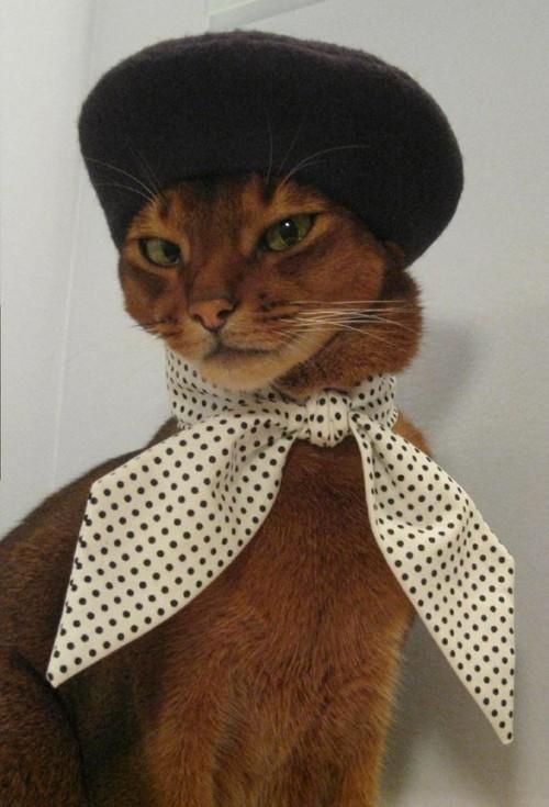 Cat MTgxNDUwMQ