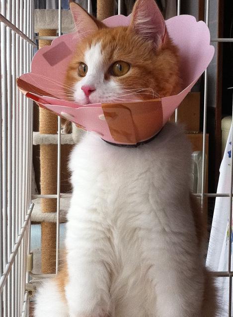 Cat MTgxNTQwNQ