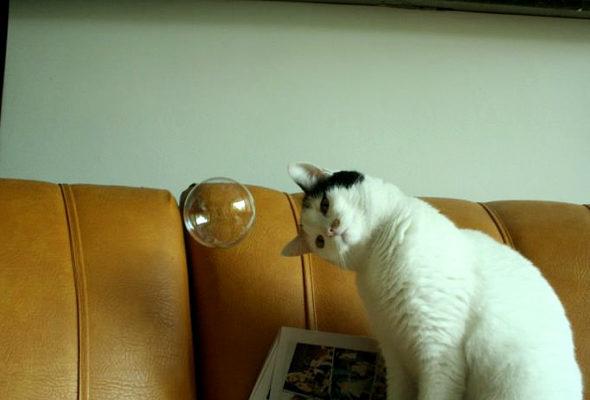 Cat MTgxNTk2MQ