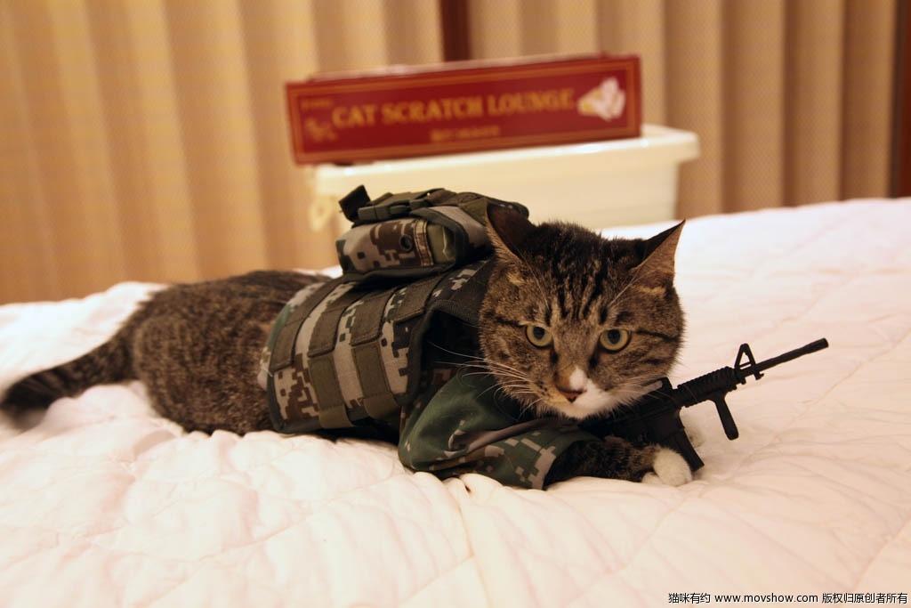 Cat MTgxNjcxMw