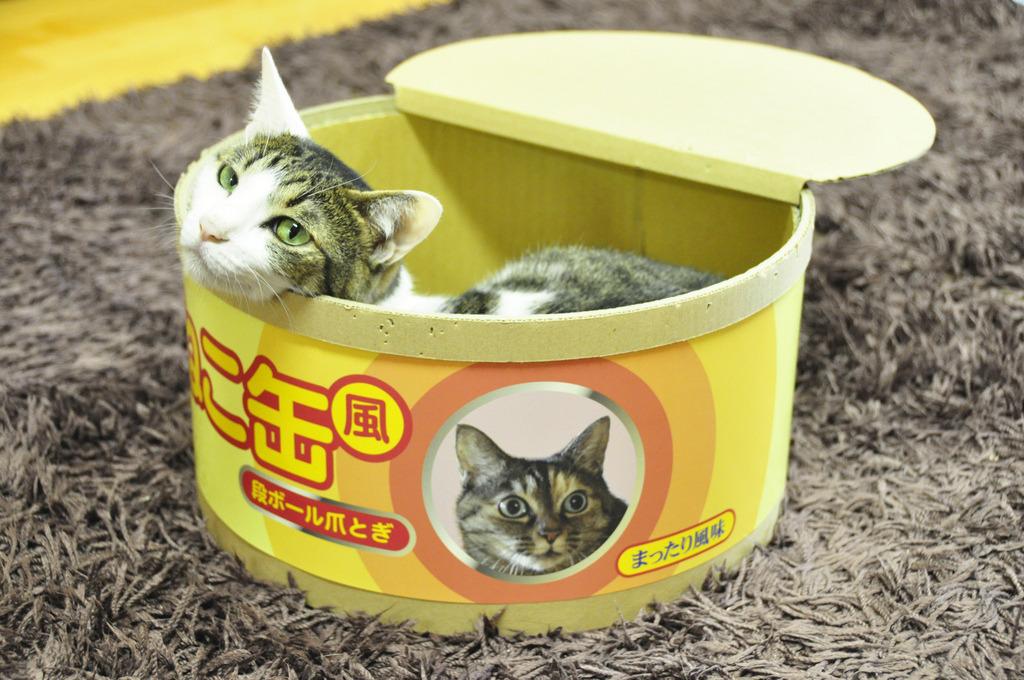 Cat MTgxODExMQ
