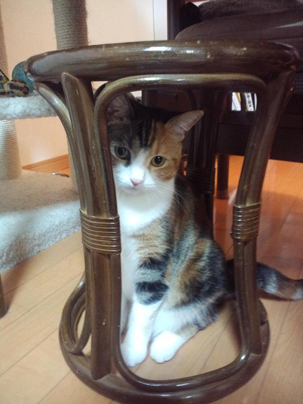 Cat MTgxODI2MA