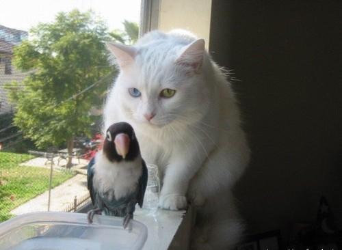 Cat MTgyMDg1NQ