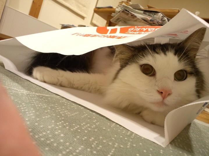 Cat MTgyMDkwMw