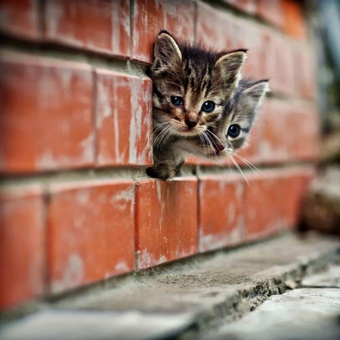 Cat MTgyMjQyNQ