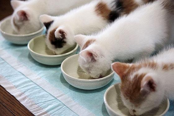 Cat MTgyMzMxMg