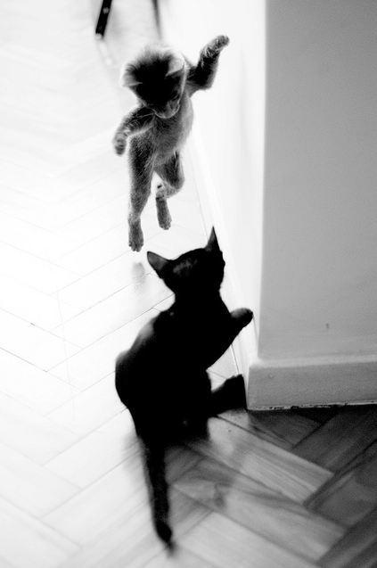 Cat MTgyNzYwMg