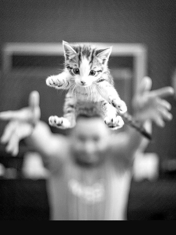 Cat MTgyODc3NQ