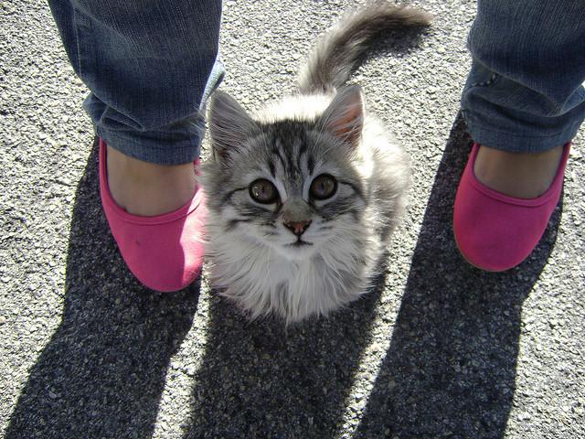 Cat MTgyOTU2Mw