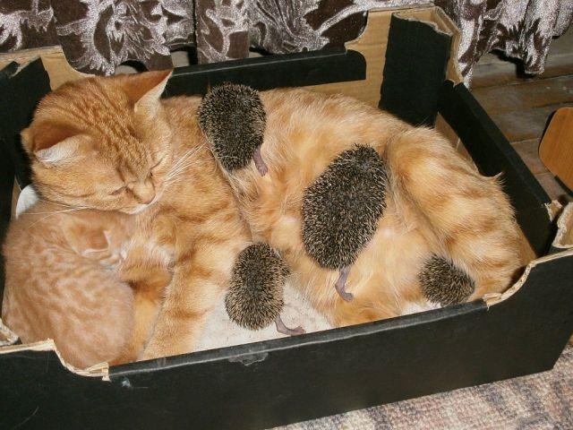 Cat MTgyOTY1MQ