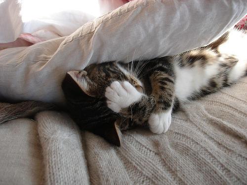 Cat MTgzMDI0NA