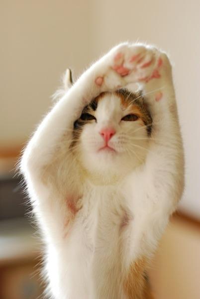 Cat MTgzMDkyMw