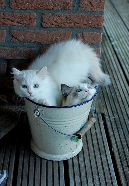 Cat MTgzMTg3Mg