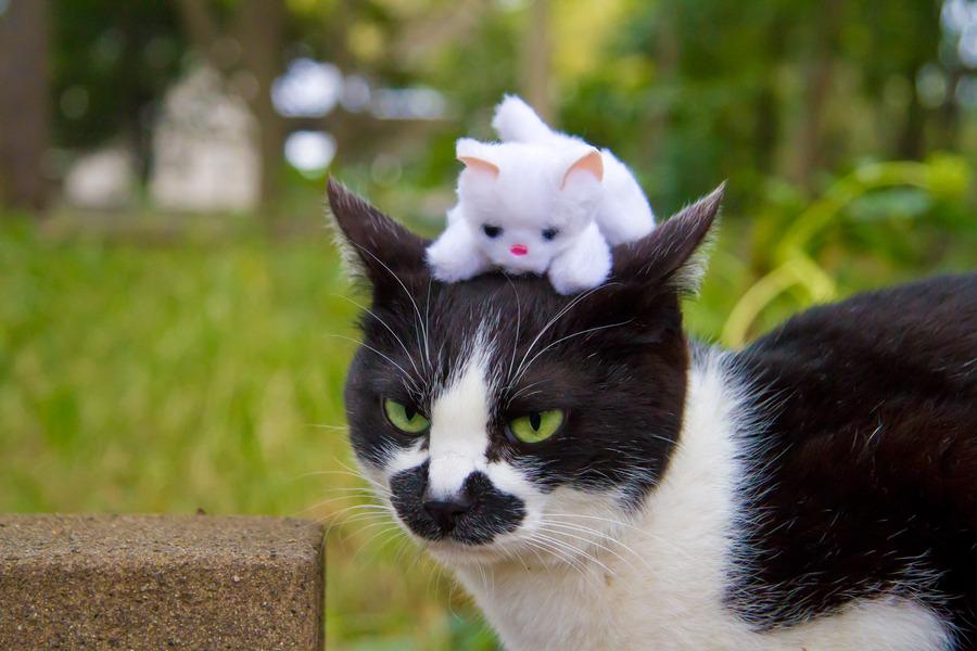 Cat MTgzMzEyNQ