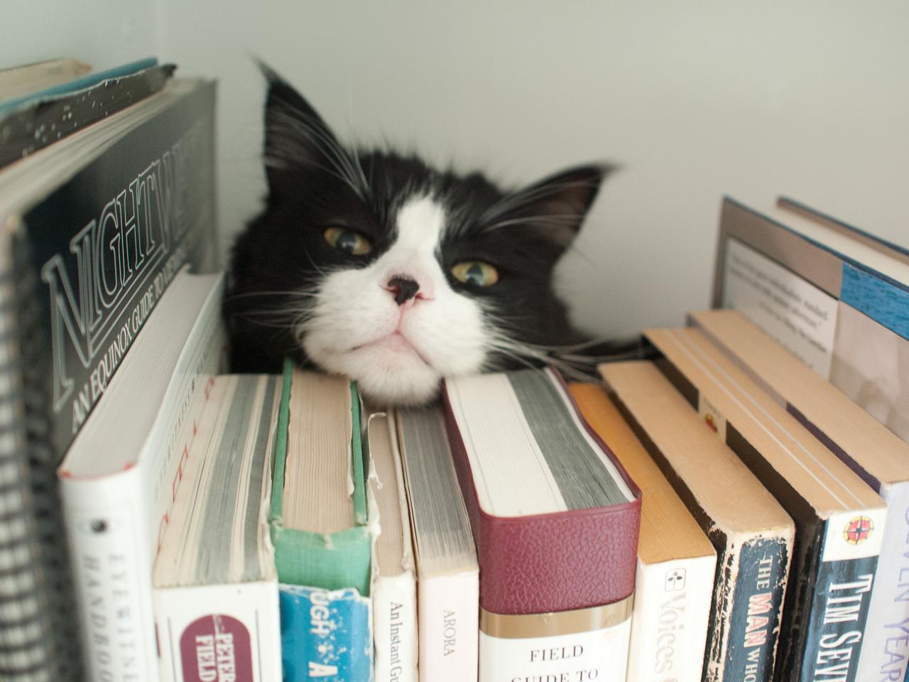 Cat MTgzMzc3NA