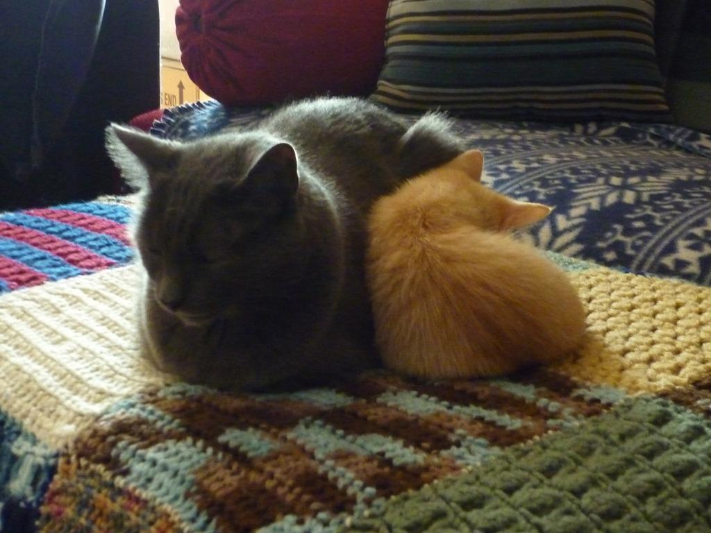 Cat MTgzMzkzNQ