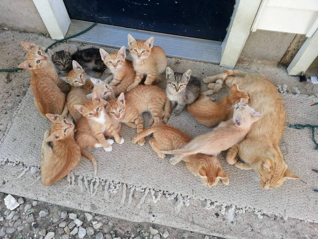 Cat MTgzNjE1MA