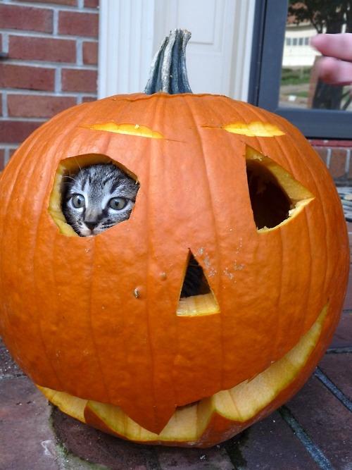 Cat MTgzNjk1Nw