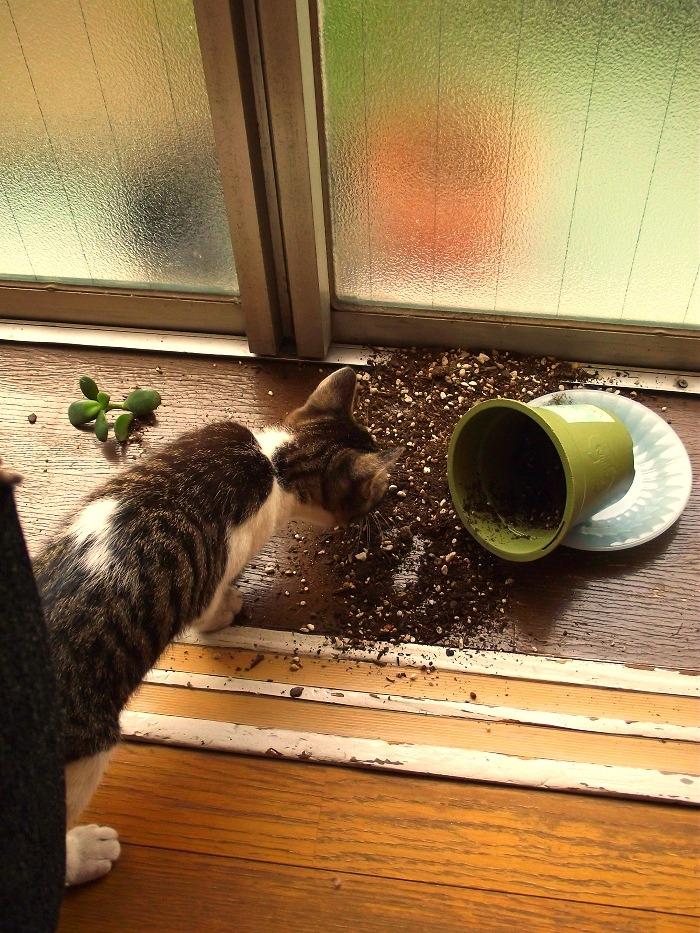 Cat MTgzNzY2OA
