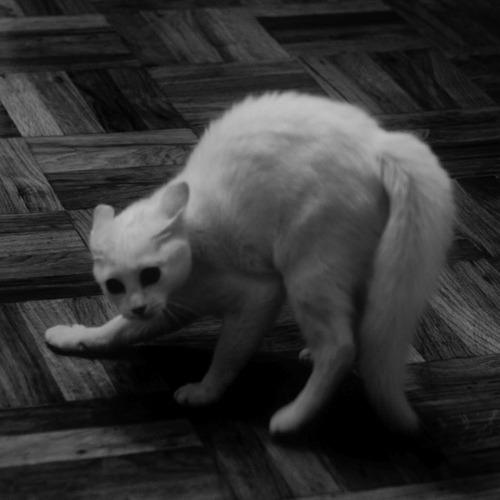 Cat MTgzODE0Nw