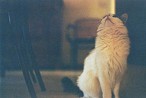 Cat MTgzODk2OA