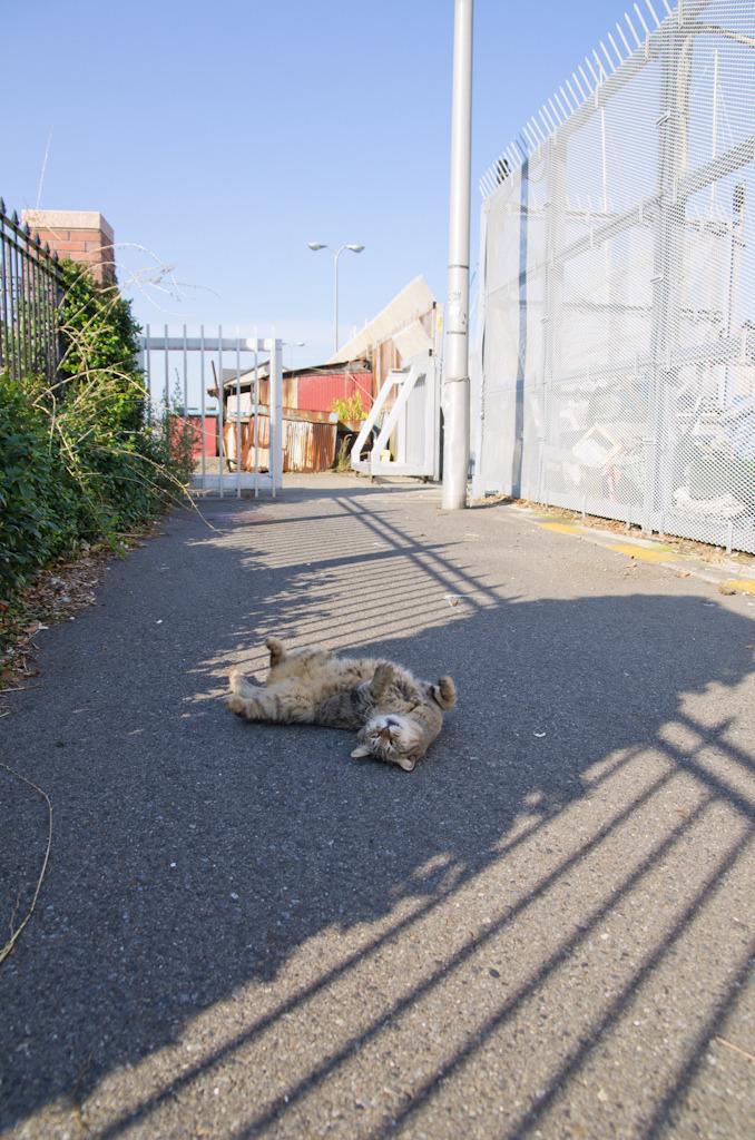 Cat MTgzOTMyNQ