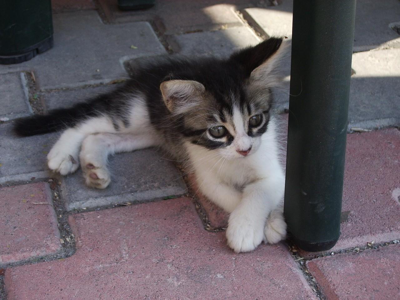 Cat MTgzOTYzNQ