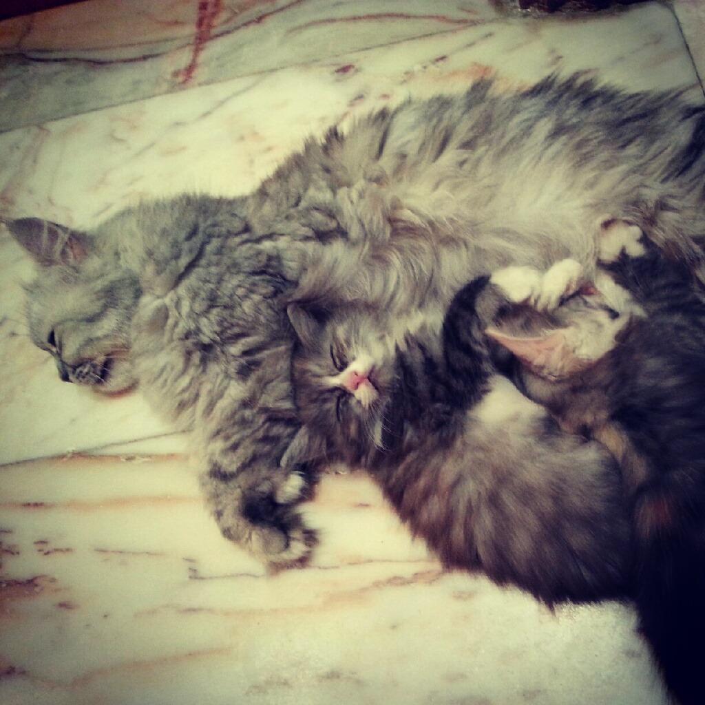 Cat MTk0MDI4OQ