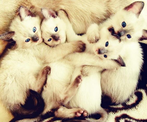 Cat MTk0MDQwNQ
