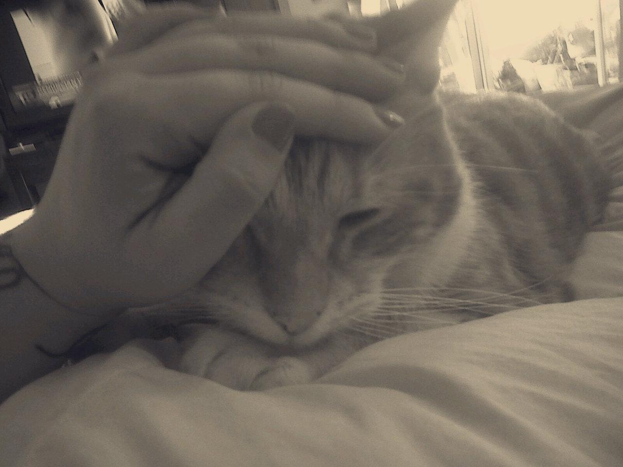 Cat MTk0MDk3MA