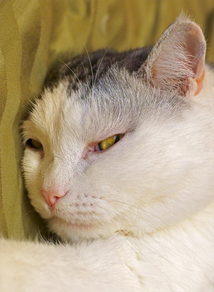 Cat MTk0MTcyOQ