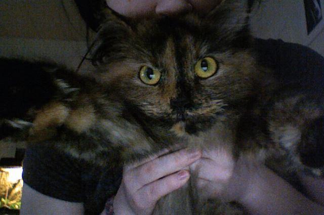 Cat MTk0MjA3Mw