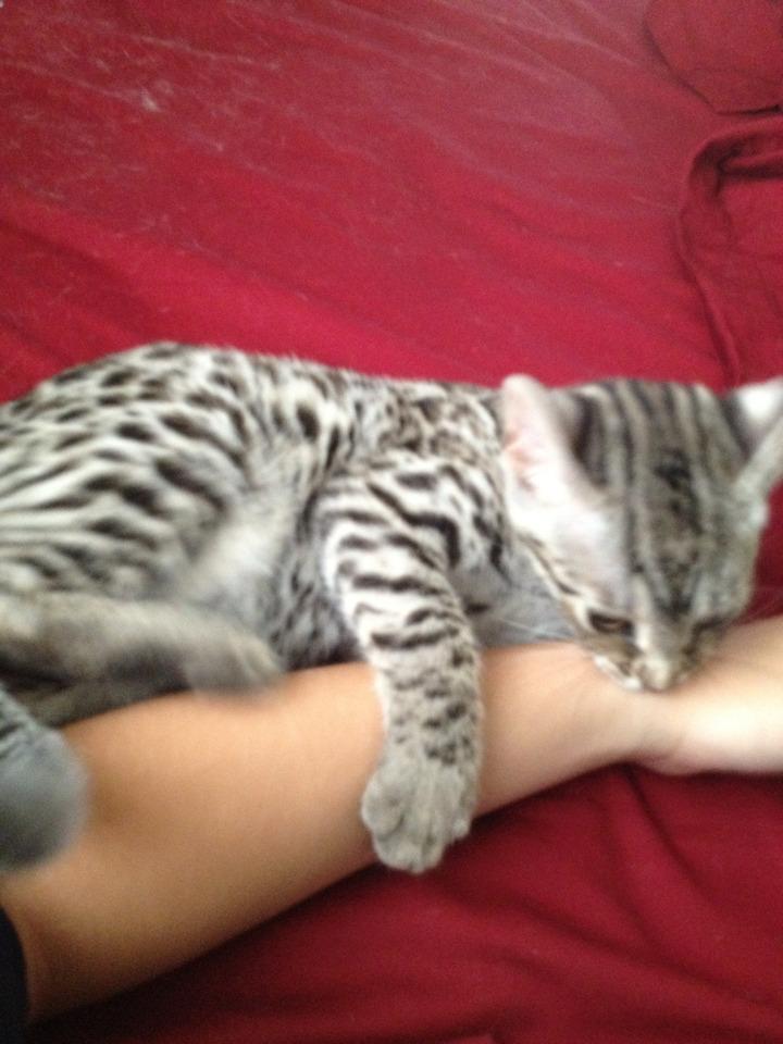 Cat MTk0MzEwNg