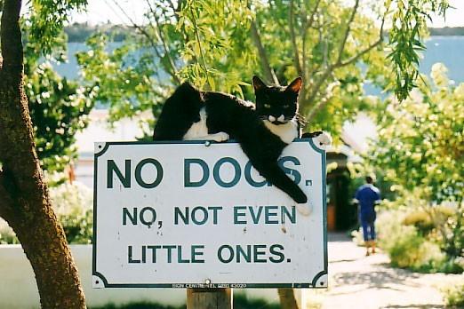 Cat MTk0MzI2Ng