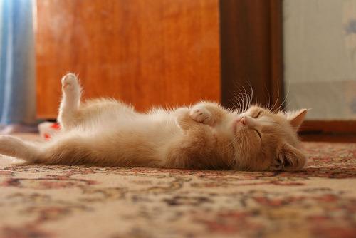 Cat MTk0MzQ2Mw