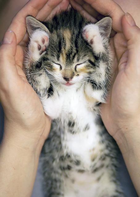 Cat MTk0NDIyNw