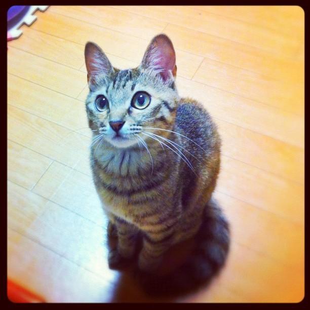 Cat MTk0NTQxOA